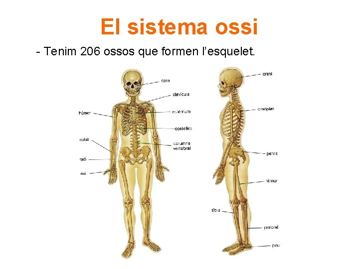 El sistema ossi - Tenim 206 ossos que formen l’esquelet. 