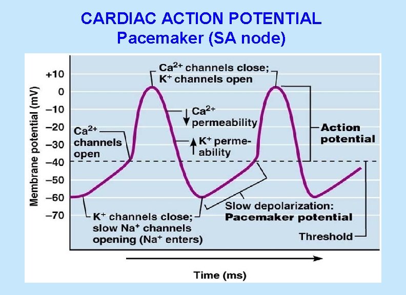  CARDIAC ACTION POTENTIAL Pacemaker (SA node) 