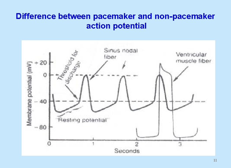 Difference between pacemaker and non-pacemaker action potential 11 