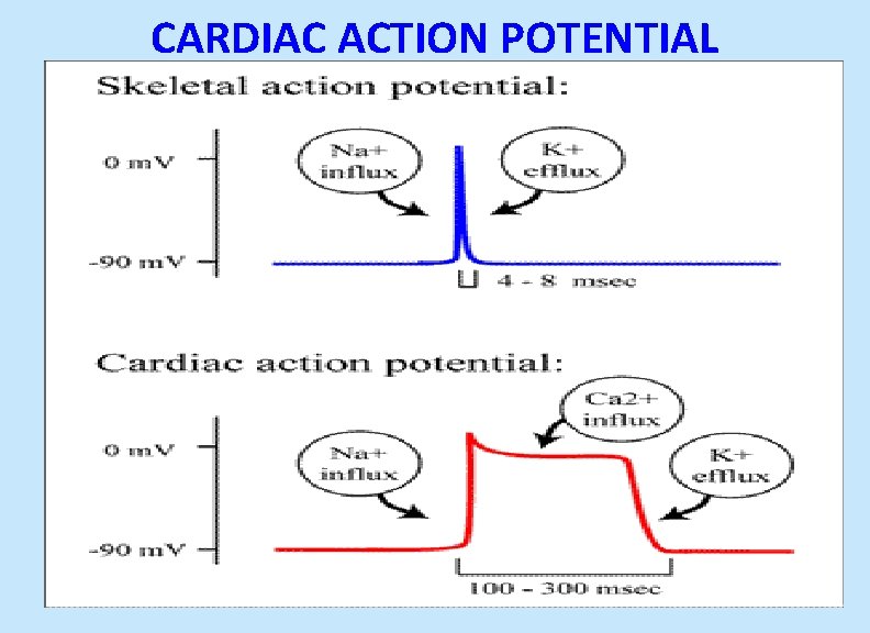 CARDIAC ACTION POTENTIAL 