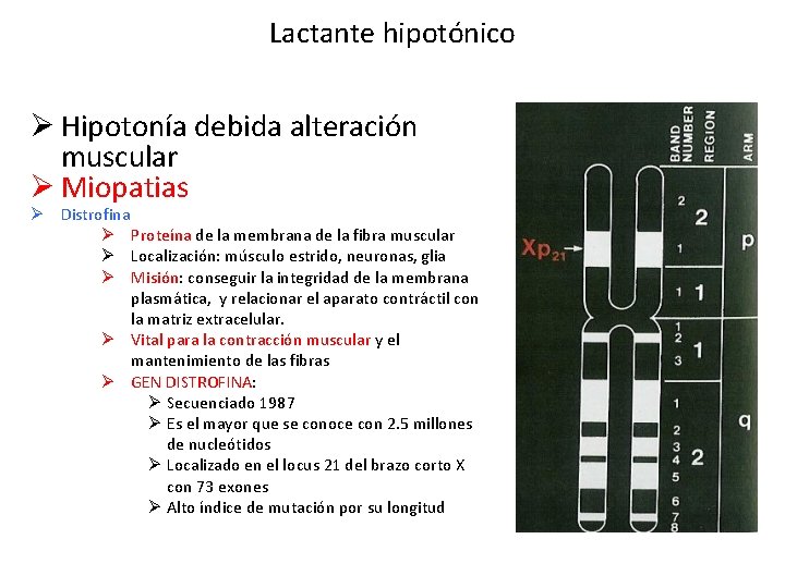 Lactante hipotónico Ø Hipotonía debida alteración muscular Ø Miopatias Ø Distrofina Ø Proteína de