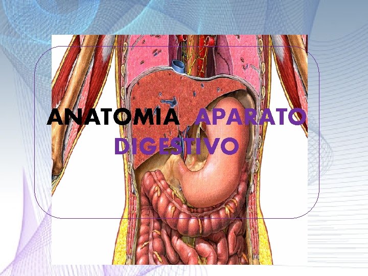 ANATOMIA APARATO DIGESTIVO ANATOMIA APARATO DIGESTIVO