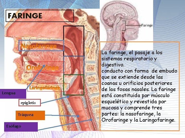 FARINGE Lengua epiglotis Tráquea Esófago La faringe, el pasaje a los sistemas respiratorio y FARINGE Lengua epiglotis Tráquea Esófago La faringe, el pasaje a los sistemas respiratorio y