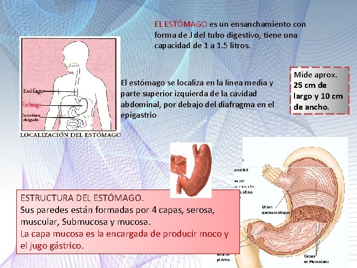 EL ESTÓMAGO es un ensanchamiento con forma de J del tubo digestivo, tiene una EL ESTÓMAGO es un ensanchamiento con forma de J del tubo digestivo, tiene una