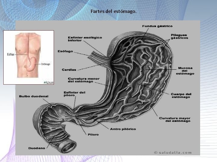 Partes del estómago. Partes del estómago.