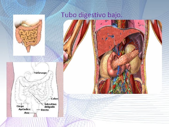 Tubo digestivo bajo. Tubo digestivo bajo.