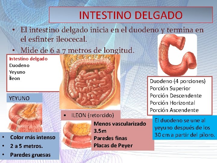 INTESTINO DELGADO • El intestino delgado inicia en el duodeno y termina en el INTESTINO DELGADO • El intestino delgado inicia en el duodeno y termina en el