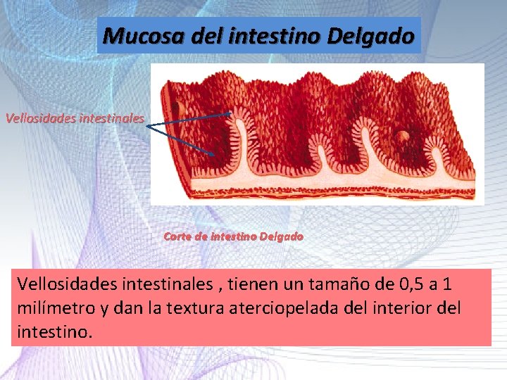 Mucosa del intestino Delgado Vellosidades intestinales Corte de intestino Delgado Vellosidades intestinales , tienen Mucosa del intestino Delgado Vellosidades intestinales Corte de intestino Delgado Vellosidades intestinales , tienen