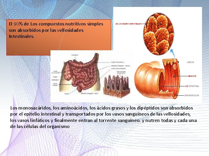 El 90% de Los compuestos nutritivos simples son absorbidos por las vellosidades Intestinales. Los El 90% de Los compuestos nutritivos simples son absorbidos por las vellosidades Intestinales. Los