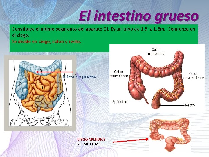 El intestino grueso Constituye el ultimo segmento del aparato GI. Es un tubo de El intestino grueso Constituye el ultimo segmento del aparato GI. Es un tubo de