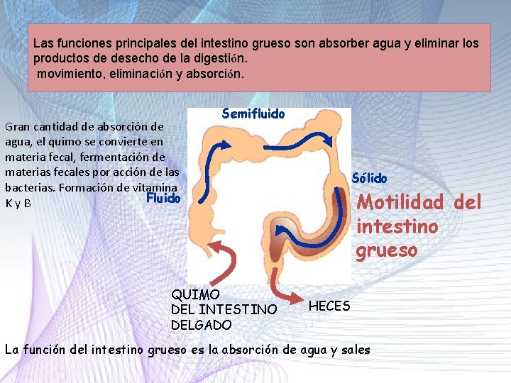 Las funciones principales del intestino grueso son absorber agua y eliminar los productos de Las funciones principales del intestino grueso son absorber agua y eliminar los productos de