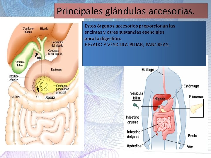 Principales glándulas accesorias. Estos órganos accesorios proporcionan las enzimas y otras sustancias esenciales para Principales glándulas accesorias. Estos órganos accesorios proporcionan las enzimas y otras sustancias esenciales para
