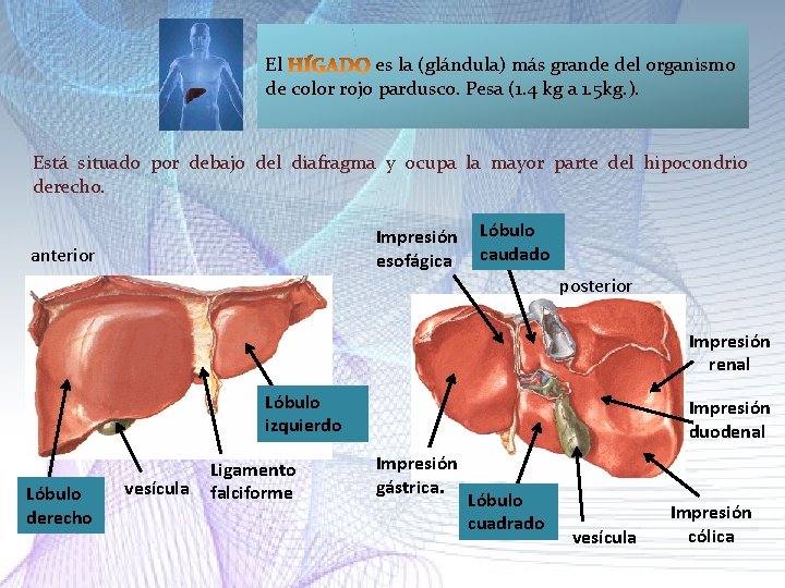 El es la (glándula) más grande del organismo de color rojo pardusco. Pesa (1. El es la (glándula) más grande del organismo de color rojo pardusco. Pesa (1.