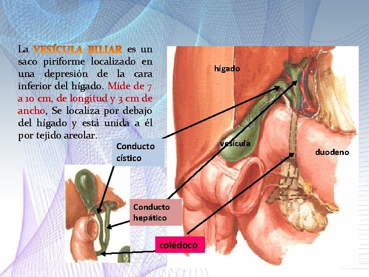 La es un saco piriforme localizado en una depresión de la cara inferior del La es un saco piriforme localizado en una depresión de la cara inferior del