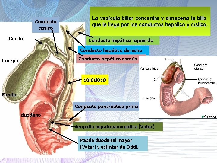Conducto cístico Cuello La vesícula biliar concentra y almacena la bilis que le llega Conducto cístico Cuello La vesícula biliar concentra y almacena la bilis que le llega