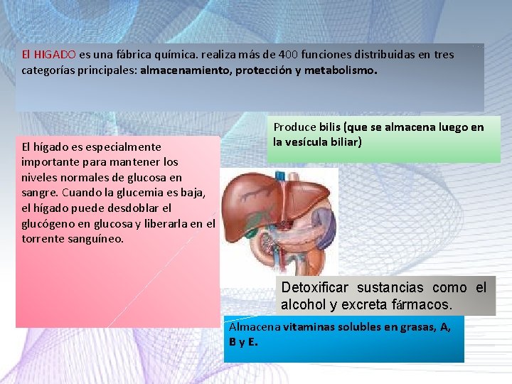 El HIGADO es una fábrica química. realiza más de 400 funciones distribuidas en tres El HIGADO es una fábrica química. realiza más de 400 funciones distribuidas en tres