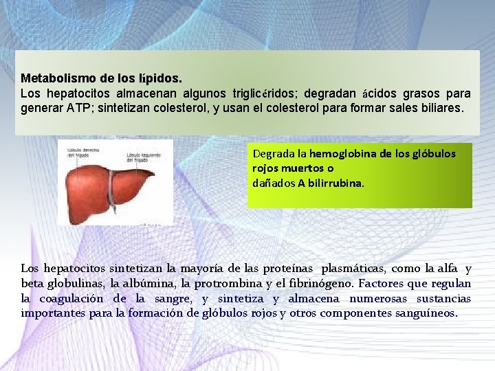 Metabolismo de los lípidos. Los hepatocitos almacenan algunos triglicéridos; degradan ácidos grasos para generar Metabolismo de los lípidos. Los hepatocitos almacenan algunos triglicéridos; degradan ácidos grasos para generar