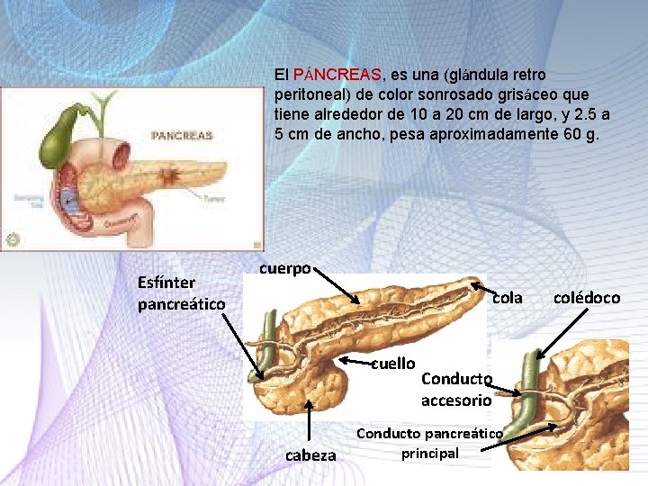 El PÁNCREAS, es una (glándula retro peritoneal) de color sonrosado grisáceo que tiene alrededor El PÁNCREAS, es una (glándula retro peritoneal) de color sonrosado grisáceo que tiene alrededor