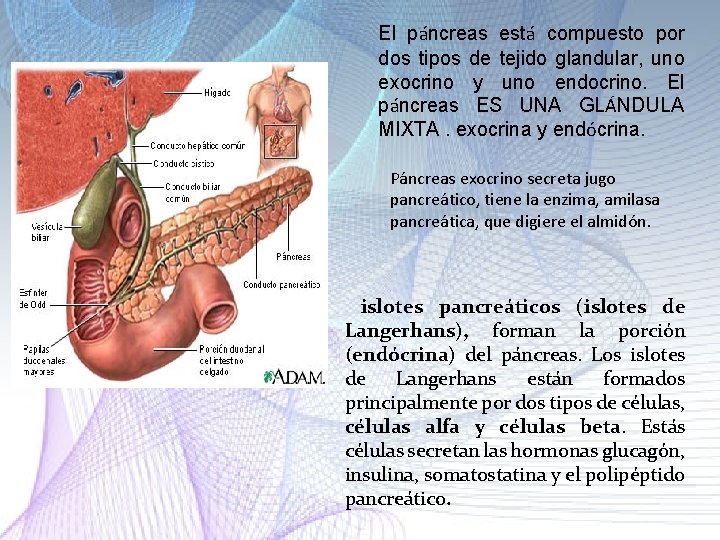 El páncreas está compuesto por dos tipos de tejido glandular, uno exocrino y uno El páncreas está compuesto por dos tipos de tejido glandular, uno exocrino y uno