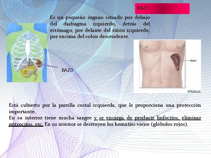 BAZO Es un pequeño órgano situado por debajo del diafragma izquierdo, detrás del estómago, BAZO Es un pequeño órgano situado por debajo del diafragma izquierdo, detrás del estómago,