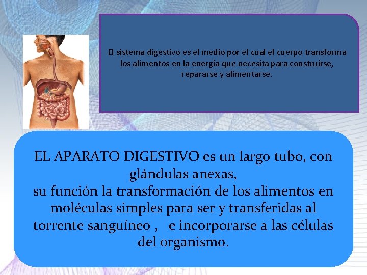 El sistema digestivo es el medio por el cual el cuerpo transforma los alimentos El sistema digestivo es el medio por el cual el cuerpo transforma los alimentos