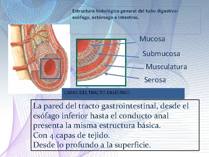 Estructura histológica general del tubo digestivo: esófago, estómago e intestino. Mucosa Submucosa Musculatura Serosa Estructura histológica general del tubo digestivo: esófago, estómago e intestino. Mucosa Submucosa Musculatura Serosa