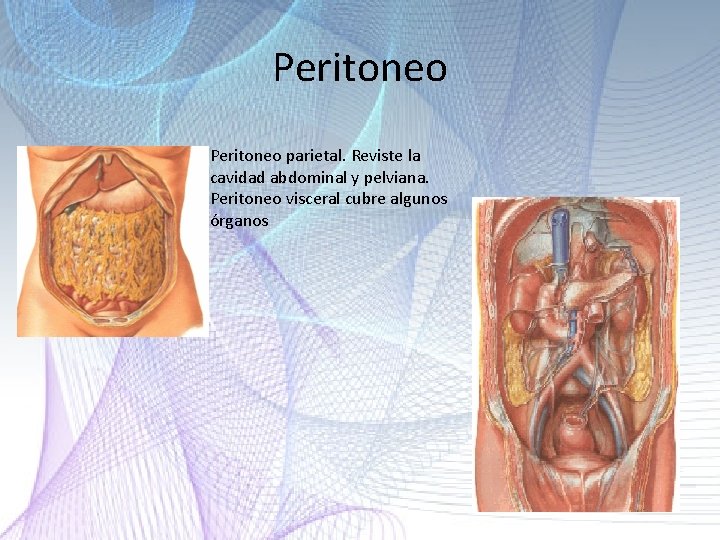 Peritoneo parietal. Reviste la cavidad abdominal y pelviana. Peritoneo visceral cubre algunos órganos Peritoneo parietal. Reviste la cavidad abdominal y pelviana. Peritoneo visceral cubre algunos órganos