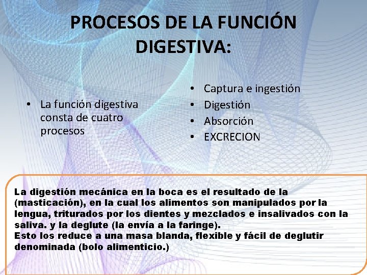 PROCESOS DE LA FUNCIÓN DIGESTIVA: • La función digestiva consta de cuatro procesos • PROCESOS DE LA FUNCIÓN DIGESTIVA: • La función digestiva consta de cuatro procesos •