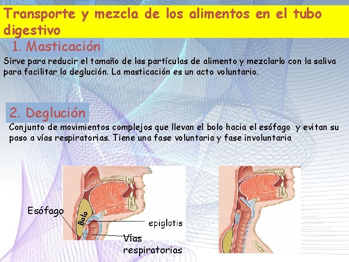 Transporte y mezcla de los alimentos en el tubo digestivo 1. Masticación Sirve para Transporte y mezcla de los alimentos en el tubo digestivo 1. Masticación Sirve para
