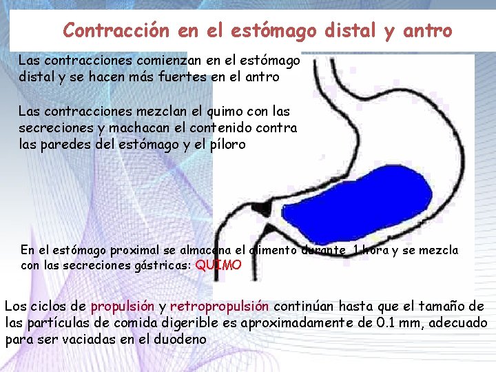 Contracción en el estómago distal y antro Las contracciones comienzan en el estómago distal Contracción en el estómago distal y antro Las contracciones comienzan en el estómago distal
