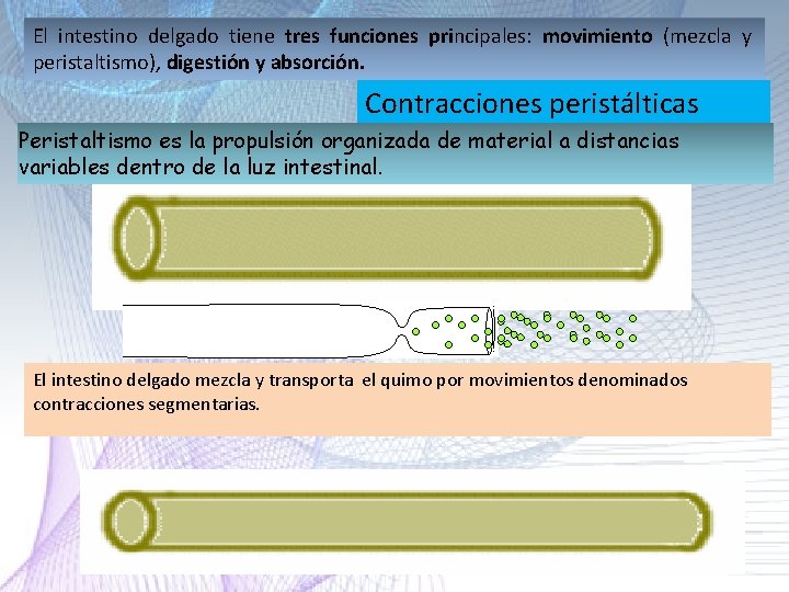 El intestino delgado tiene tres funciones principales: movimiento (mezcla y peristaltismo), digestión y absorción. El intestino delgado tiene tres funciones principales: movimiento (mezcla y peristaltismo), digestión y absorción.