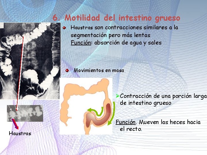6. Motilidad del intestino grueso Haustras son contracciones similares a la segmentación pero más 6. Motilidad del intestino grueso Haustras son contracciones similares a la segmentación pero más
