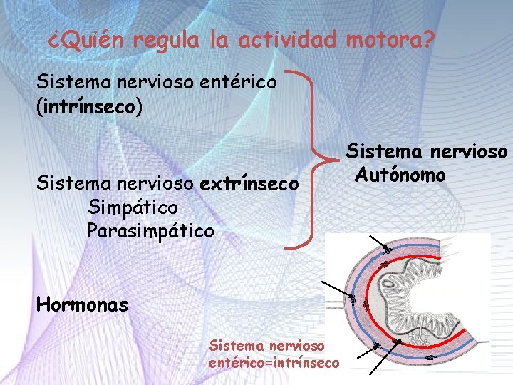 ¿Quién regula la actividad motora? Sistema nervioso entérico (intrínseco) Sistema nervioso extrínseco Simpático Parasimpático ¿Quién regula la actividad motora? Sistema nervioso entérico (intrínseco) Sistema nervioso extrínseco Simpático Parasimpático