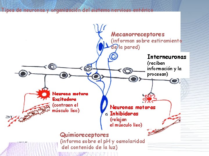 Tipos de neuronas y organización del sistema nervioso entérico Mecanorreceptores (informan sobre estiramiento de Tipos de neuronas y organización del sistema nervioso entérico Mecanorreceptores (informan sobre estiramiento de