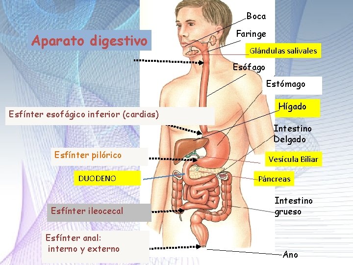 Boca Aparato digestivo Faringe Glándulas salivales Esófago Estómago Esfínter esofágico inferior (cardias) Hígado Intestino Boca Aparato digestivo Faringe Glándulas salivales Esófago Estómago Esfínter esofágico inferior (cardias) Hígado Intestino