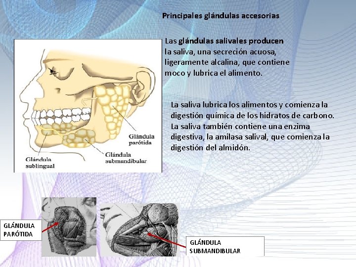 Principales glándulas accesorias Las glándulas salivales producen la saliva, una secreción acuosa, ligeramente alcalina, Principales glándulas accesorias Las glándulas salivales producen la saliva, una secreción acuosa, ligeramente alcalina,