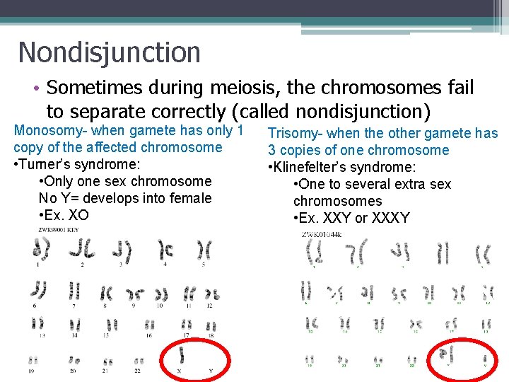 Nondisjunction • Sometimes during meiosis, the chromosomes fail to separate correctly (called nondisjunction) Monosomy-