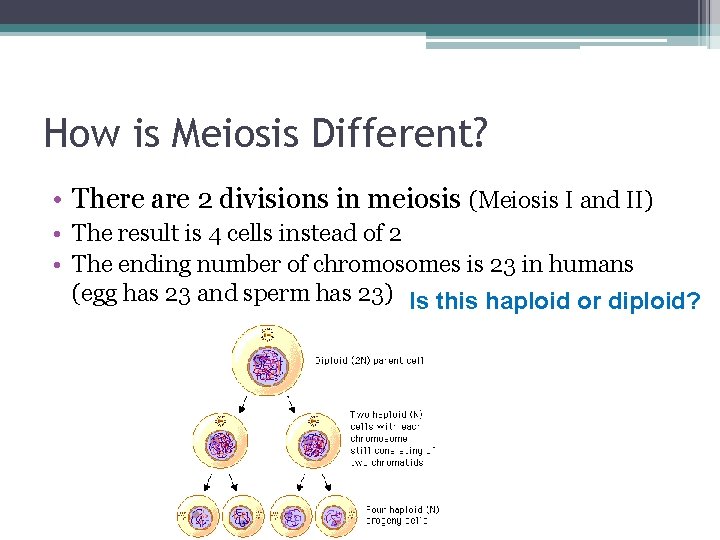 How is Meiosis Different? • There are 2 divisions in meiosis (Meiosis I and