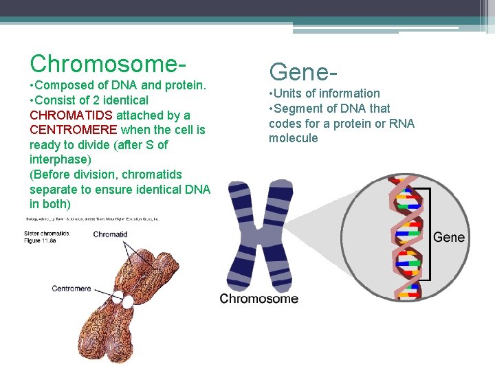 Chromosome • Composed of DNA and protein. • Consist of 2 identical CHROMATIDS attached