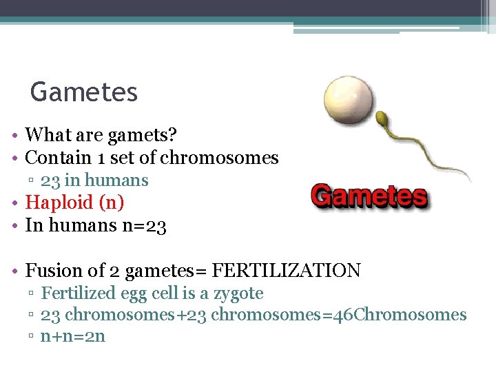 Gametes • What are gamets? • Contain 1 set of chromosomes ▫ 23 in