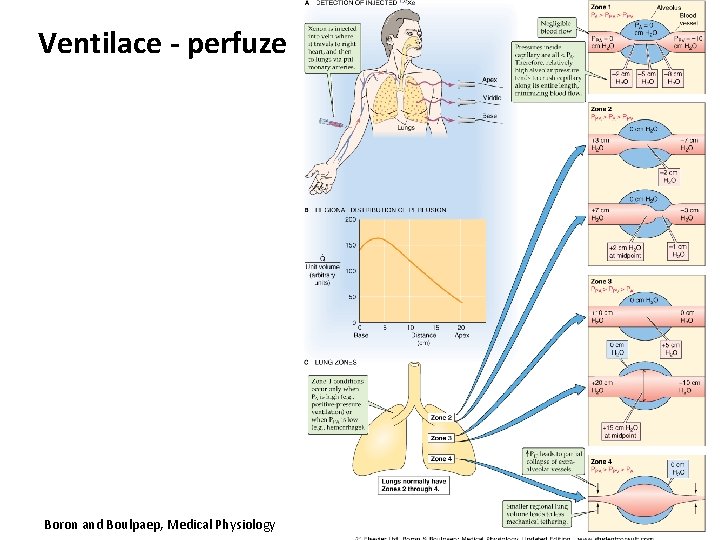 Ventilace - perfuze Boron and Boulpaep, Medical Physiology 