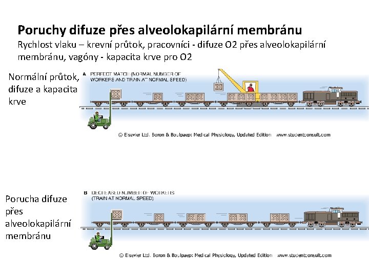 Poruchy difuze přes alveolokapilární membránu Rychlost vlaku – krevní průtok, pracovníci - difuze O