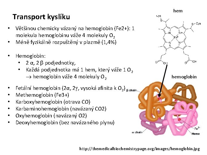 hem Transport kyslíku • Většinou chemicky vázaný na hemoglobin (Fe 2+): 1 molekula hemoglobinu