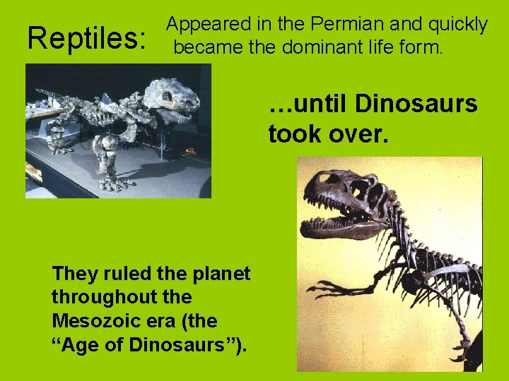 Reptiles: Appeared in the Permian and quickly became the dominant life form. …until Dinosaurs