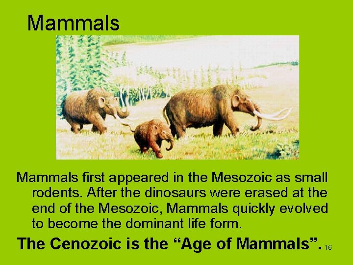 Mammals first appeared in the Mesozoic as small rodents. After the dinosaurs were erased