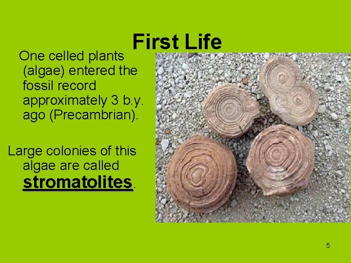 First Life One celled plants (algae) entered the fossil record approximately 3 b. y.