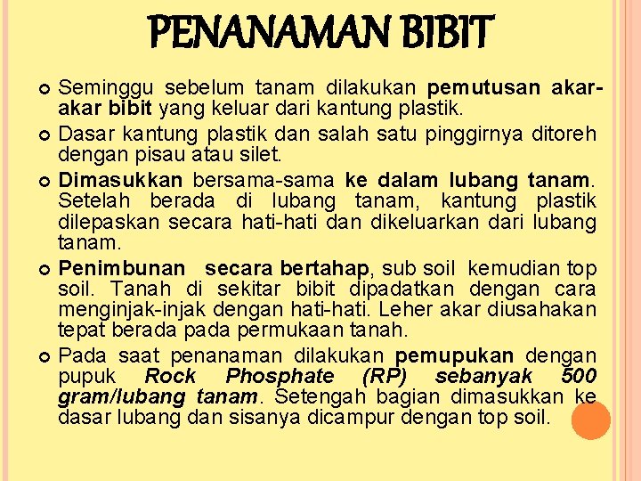 PENANAMAN BIBIT Seminggu sebelum tanam dilakukan pemutusan akar bibit yang keluar dari kantung plastik.