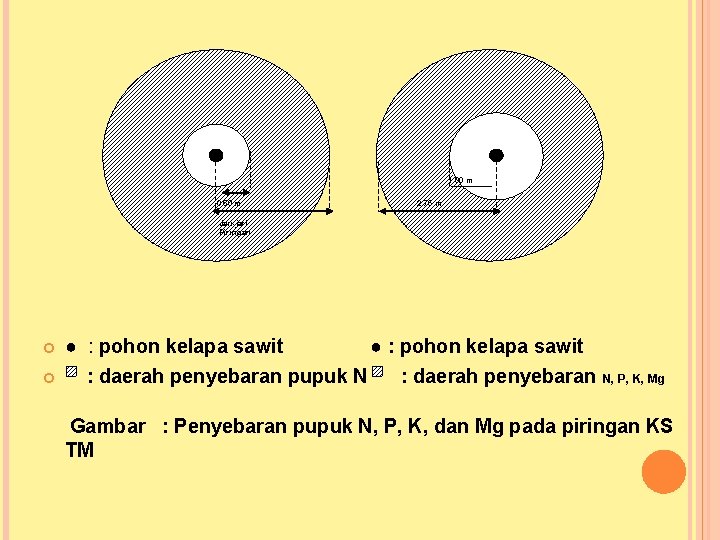 1. 00 m 0. 50 m 2. 75 m Jari-jari Piringan ● : pohon