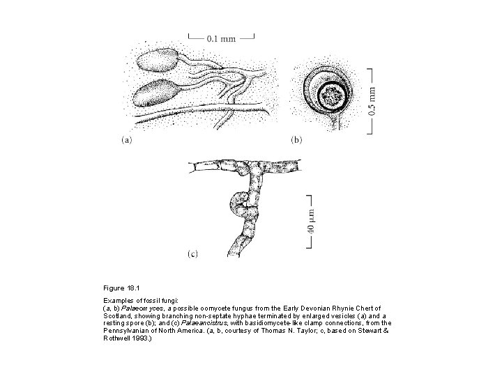Figure 18. 1 Examples of fossil fungi: (a, b) Palaeomyces, a possible oomycete fungus