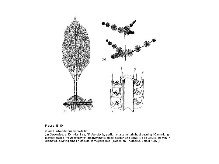 Figure 18. 10 Giant Carboniferous horsetails: (a) Calamites, a 10 m-tall tree; (b) Annularia,